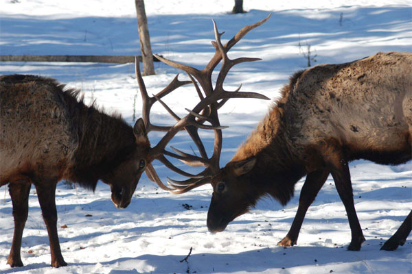 Elk Sparing