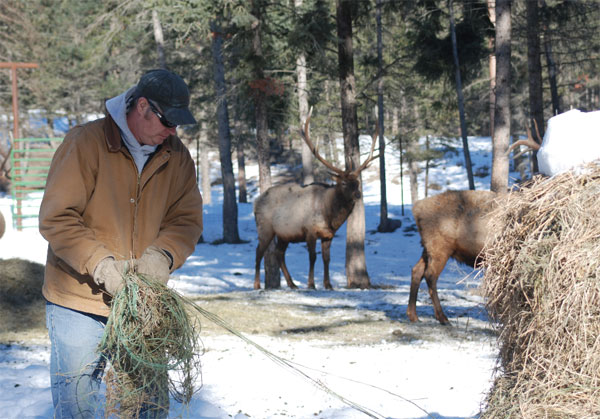 Elk Feed