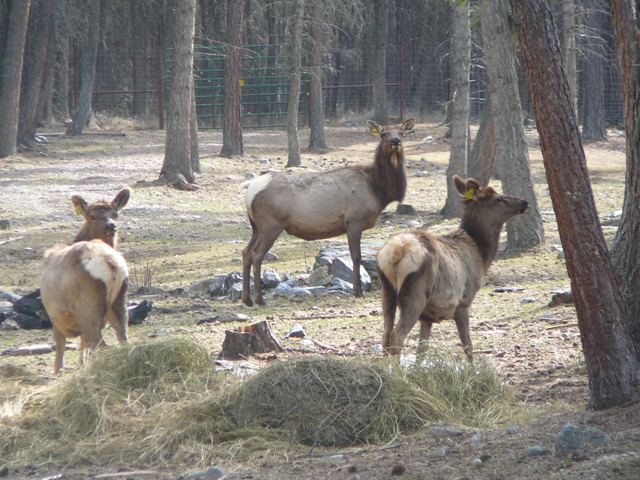 Some of the new Elk Cows