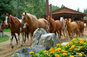 Montana Horseback Riding Vacations