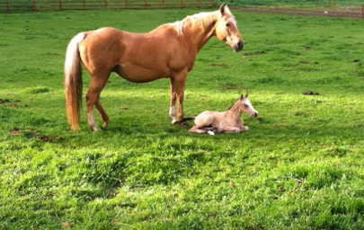 Baby-Horse-May-25th