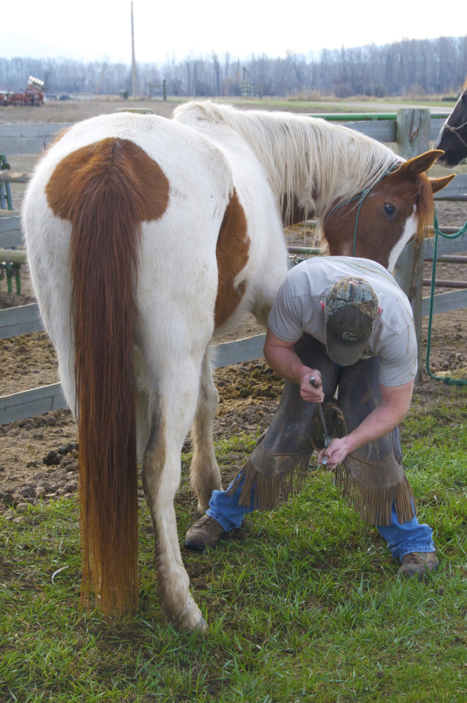 Horse getting hoof trimmed
