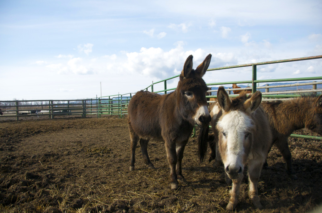 Mini Mules and Donkey 