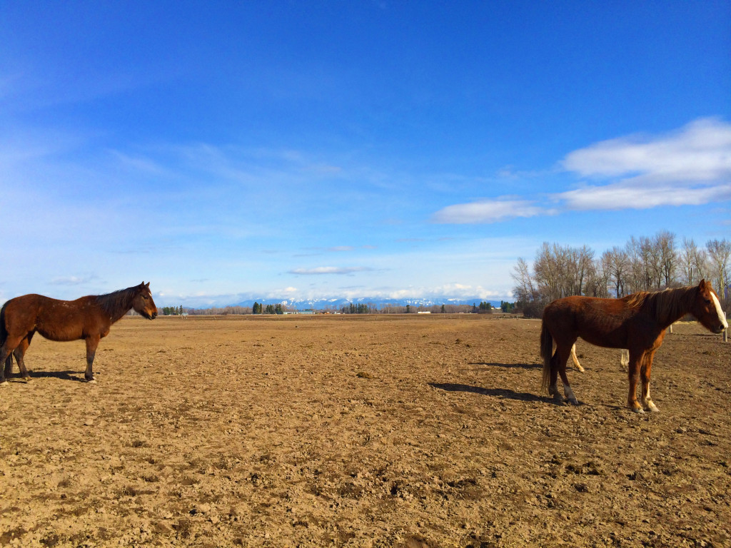 horses with big mnt in back