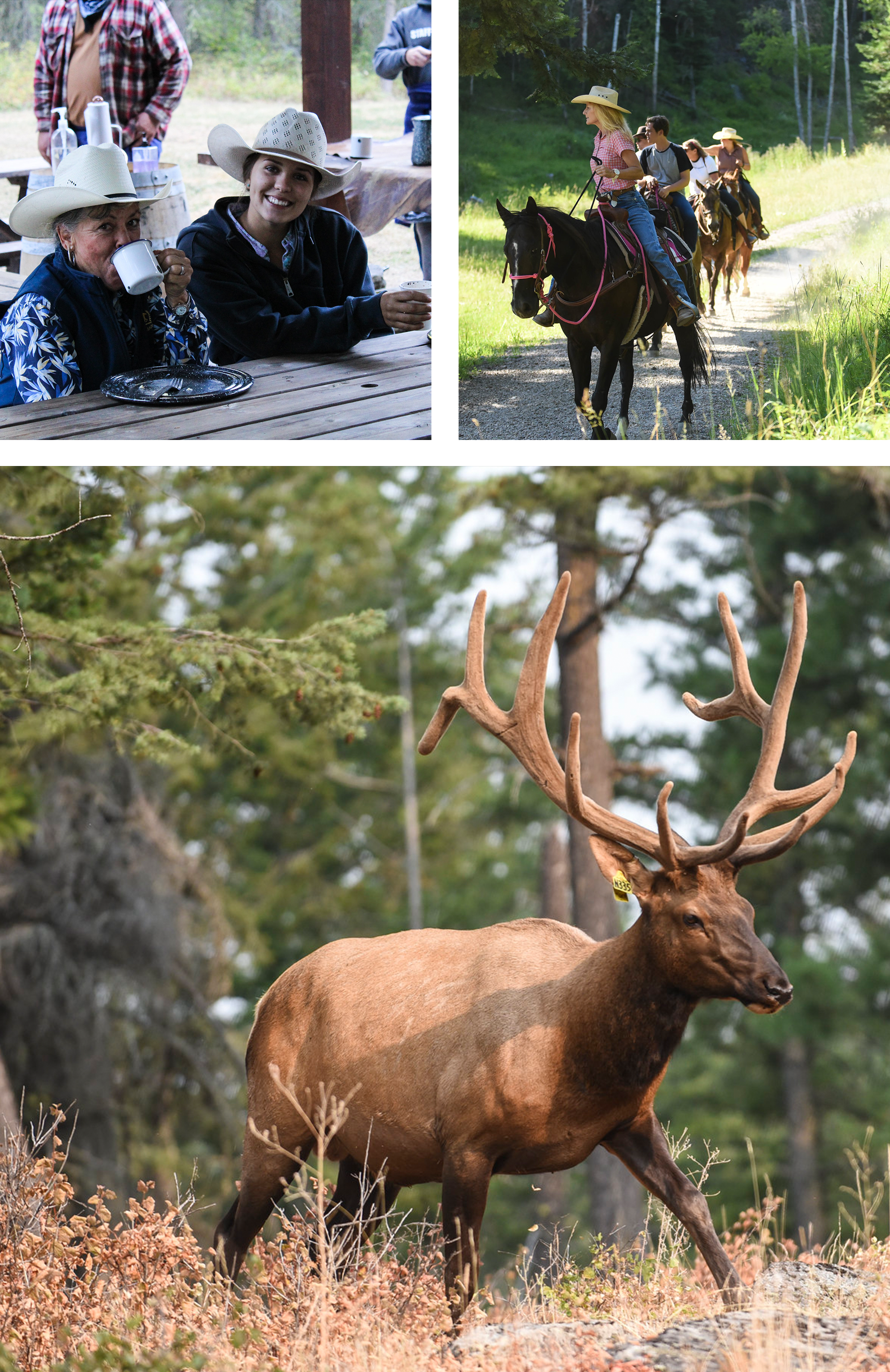 Montana - Horseback ride, fire truck rides, elk tour
