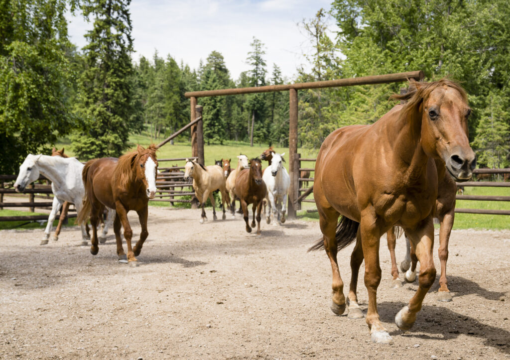 Horses heading out to pasture at our Montana dude ranch. 